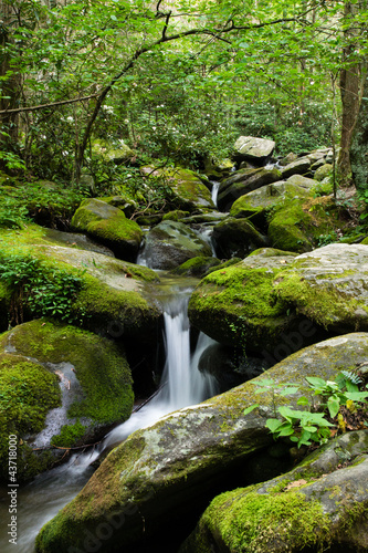 Dschungel Fototapete | Dschungel Leinwandbilder | Dschungel Bildtapete