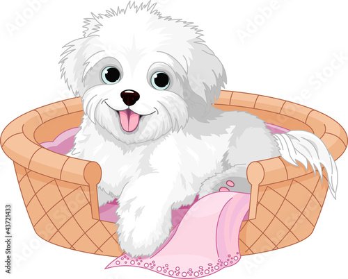 Fototapeta na wymiar White fluffy dog