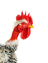 Naked Neck Rooster. Isolated. Close-up