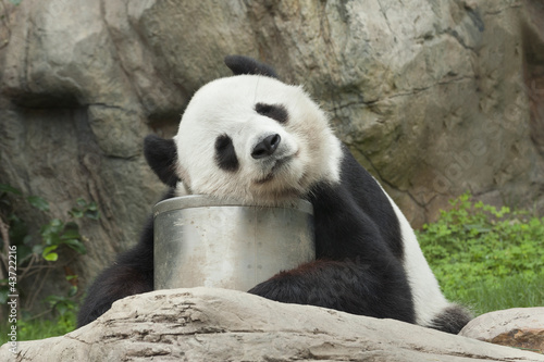 Board z aluminiowym obramowaniem Wielki śpiący niedźwiedź panda