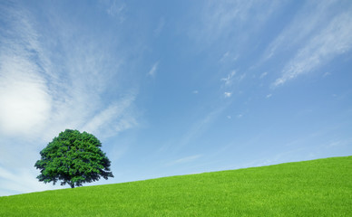 Wall Mural - Green fields and lone tree