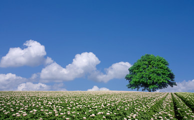 Wall Mural - potato field and lone tree