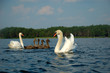 © Pavlo Burdyak - Swan seed