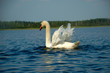 © Pavlo Burdyak - Swan portrait