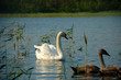 © Pavlo Burdyak - Swan and nestling