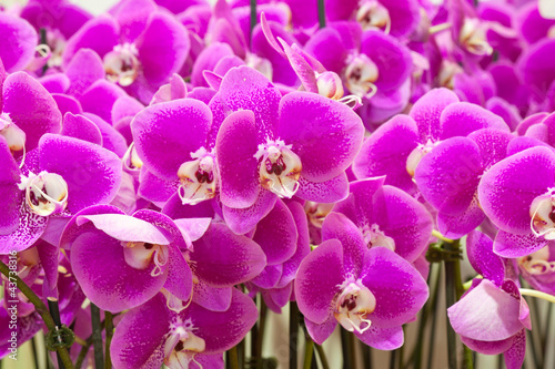Obraz na płótnie canvas trzyczęściowy "tryptyk" Storczyki phalaenopsis