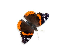 Red Admiral Butterfly (Vanessa Atalanta)