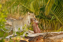 Leopard In Kruger National Park With Cane Rat