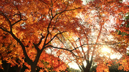 Wall Mural - red maples