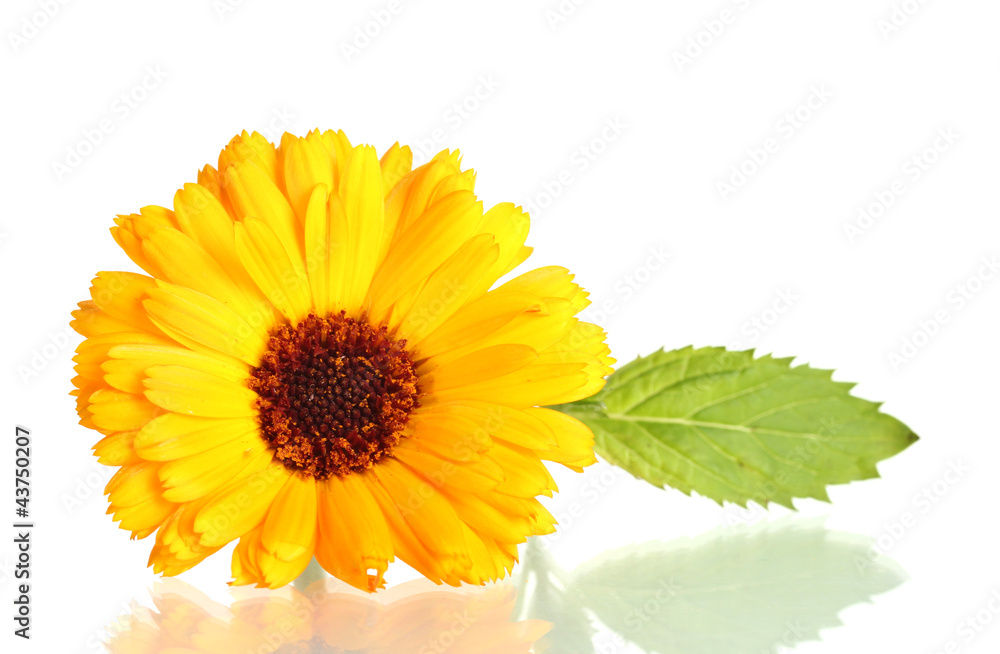 beautiful calendula flower, isolated on white