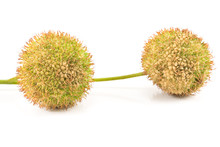 Two Plane-tree Seed Balls