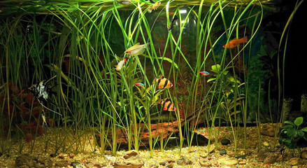 aquarium with many fish and natural plants .120 L tank water