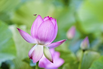 Wall Mural - blooming lotus