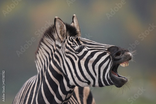 Obraz na płótnie canvas czteroczęściowy "tetraptyk" Zebra / głowa konia z otwartymi ustami i pokazującymi zęby.
