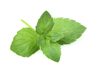 Poster - Fresh twig of mint