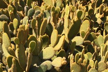 Prickly Pear Cacti In New Mexico