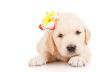 Wall Mural - Golden retriever puppy with a flower on her head