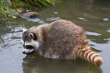 Common Raccoon Or Procyon Lotor
