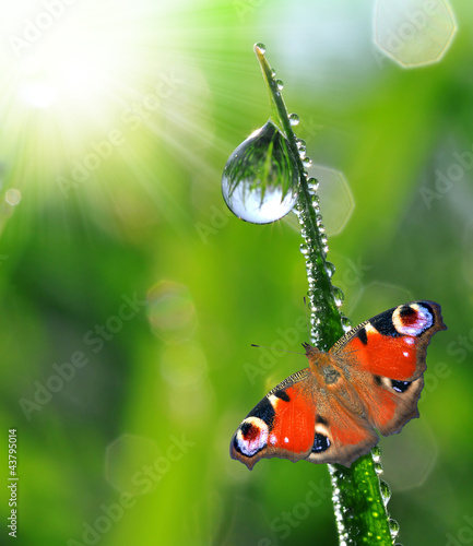 Tapeta ścienna Świeża poranna rosa i motyl