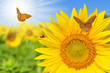 sunflower field with butterflies