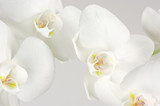 Fototapeta Panele - Orchids close-up