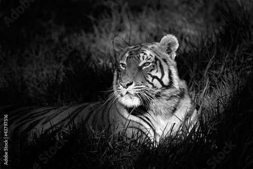 Plakat na papierze fotorealistycznym Monochromatyczny obraz tygrysa bengalskiego