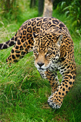stunning jaguar panthera onca prowling through long grass