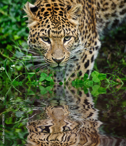 Plakat na papierze fotorealistycznym Piękny lampart panthera pardus duży kot wśród liści reflec