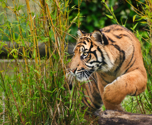 Tapeta ścienna Portret sumatrzański tygrys panthera tigris sumatrae duży kot