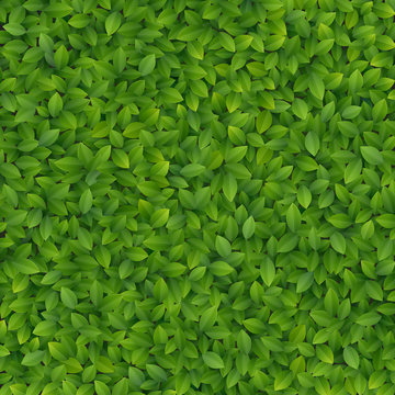 Fototapete - Green leaves texture.