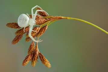 Canvas Print - Crab spider waiting