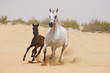 Arabian Mare and foal in desert