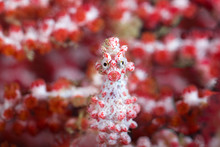 Pygmy Seahorse In Front Of Soft Corals Looking At Camera