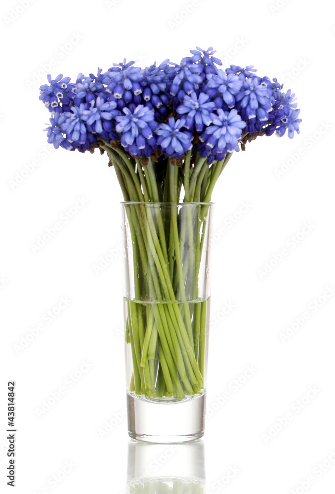 Muscari - hyacinth in glass isolated on white
