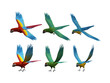 3D render of 6 macaws