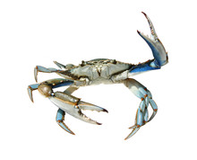 Blue Crab Free Stock Photo - Public Domain Pictures