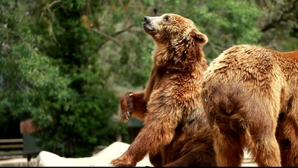 brown bear looking for food in madrid zoo