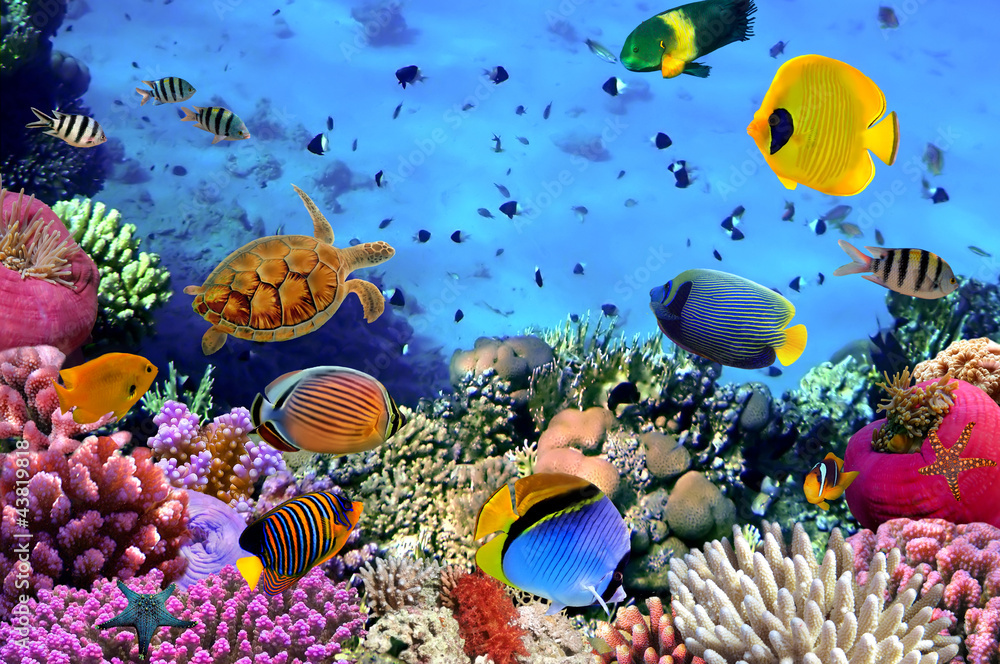 Photo of a coral colony - obrazy, fototapety, plakaty 