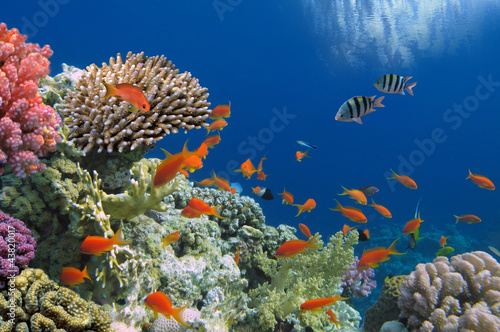 Naklejka na szybę Tropical Fish on Coral Reef in the Red Sea