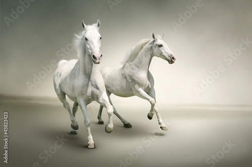 Fototapeta na wymiar White horses