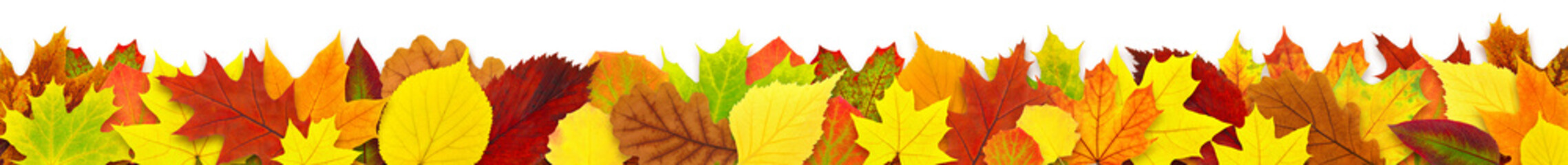 Wall Mural - isolated leaves. long border with colorful autumn tree leaf isolated on white background