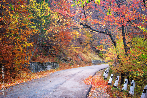 Obraz w ramie Road in autumn wood.