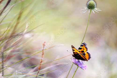 Tapeta ścienna Pomarańczowy, brązowy i złoty motyl na rośliny purpe w tej dziedzinie
