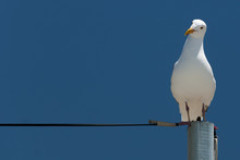 Seagull Sitting On Power Supply Line And Is Looking Curious