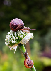 Wall Mural - Snail.