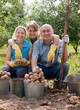 © DariaTrofimova - harvesting potatoes