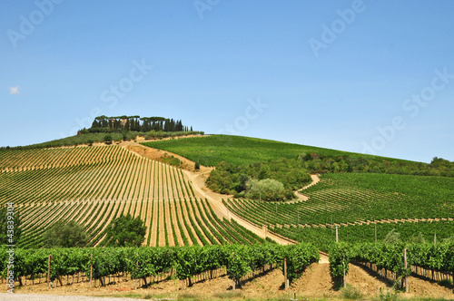 Tapeta ścienna Winnice Chianti - Toskania