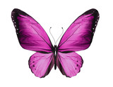 Fototapeta Motyle - Violet butterfly, isolated on white