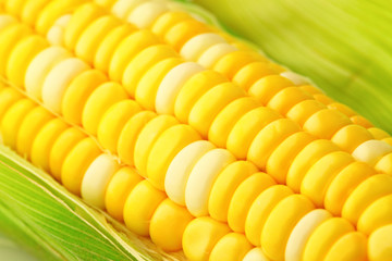 Wall Mural - corn cob with green leaves