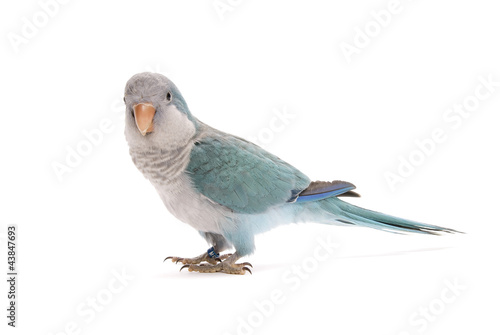 Fotografía Blue quaker, Myiopsitta monachus, ten weeks old on white.